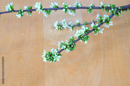 White flowers of Bush Cherry (Prunus Japonica)