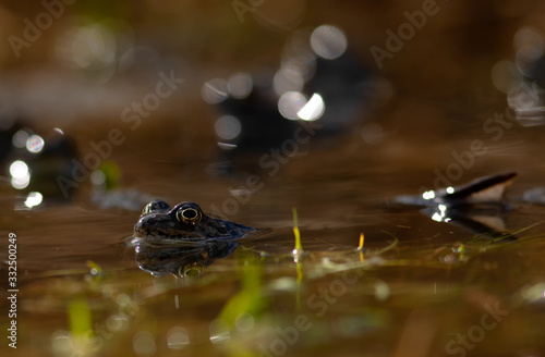 common frog