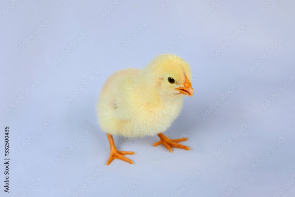 1 day old yellow chick