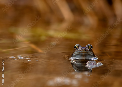 common frog