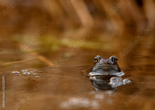 common frog © Jana