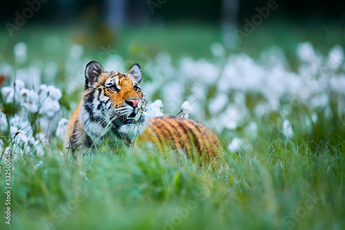 Siberian tiger(Panthera tigris altaica). Amur tiger (Panthera tigris altaica) in the grassland. Dangerous animal from Russia. Wild cat in nature habitat.