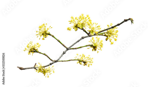 Cornus mas, the Cornelian cherry, European cornel or Cornelian cherry dogwood, is a species of flowering plant. Twig of dogwood on a white background.