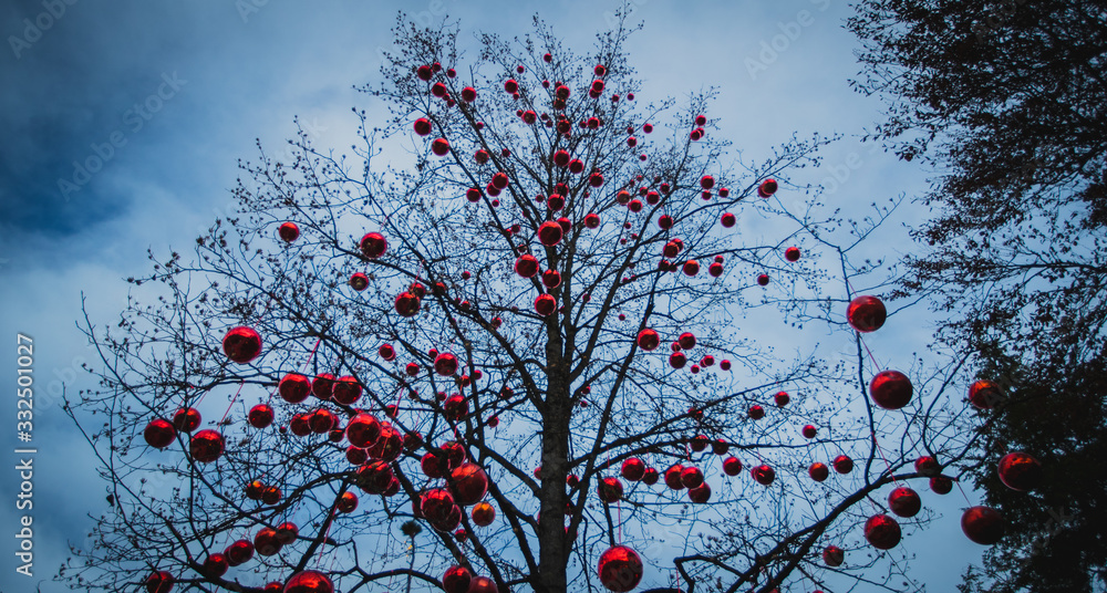 Huge tree without leaves in winter, but full of christmas red ball ornaments. Plastic red balls on a real christmas tree. Huge tree without leaves in winter, but full of christmas red ball ornaments. Plastic red balls on a real christmas tree.