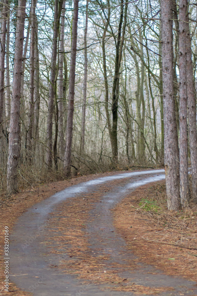Fototapeta premium Beautiful season in the forest, mountain path, road with trees, autumn leaves
