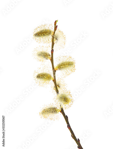 Salix caprea (goat willow, also known as the pussy willow or great sallow). The first spring flowers that serve as food for bees.