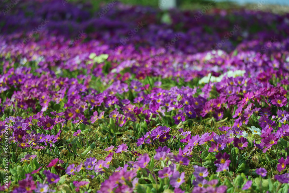 Naklejka premium bunte blumen