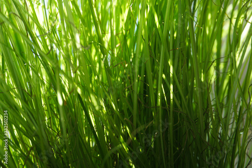 fresh green grass in the sun