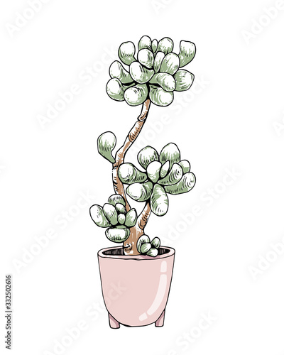 Colored vector succulent in flower pots on a white background. Colorized sketch of pachyphytum Isolated on a white background.