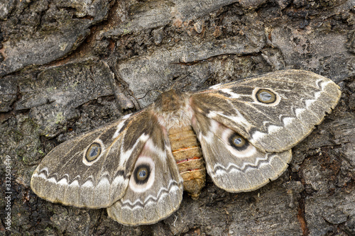 Zig-Zag Emperor Silkmoth - Gonimbrasia tyrrhea, beautiful large moth from African forests and bushes, Tanzania. photo