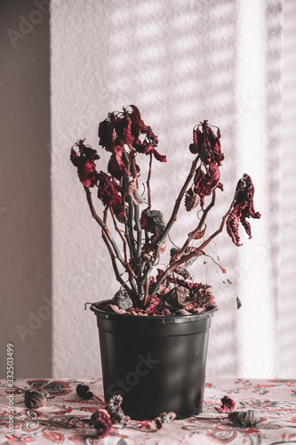 From above dried plant in flowerpot on table in sunlight at summertime