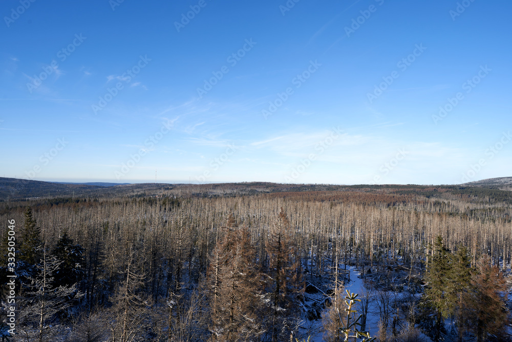 Dead forest in the harz mountains in germany Dead forest in the harz mountains in germany