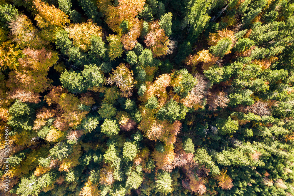 Top down aerial view of green and yellow autumn forest with many fresh trees. Top down aerial view of green and yellow autumn forest with many fresh trees.