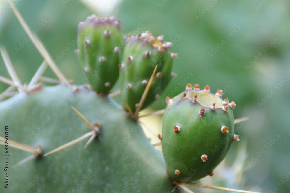 original background made of green cactus, with sharp spines in close-up original background made of green cactus, with sharp spines in close-up