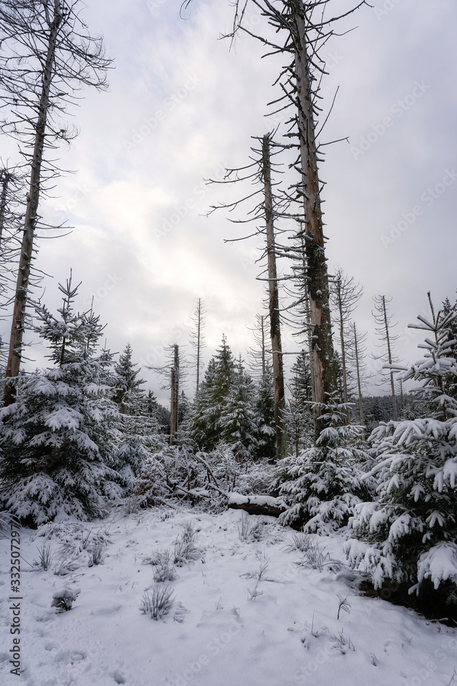 Dead forest in the harz mountains in germany Dead forest in the harz mountains in germany