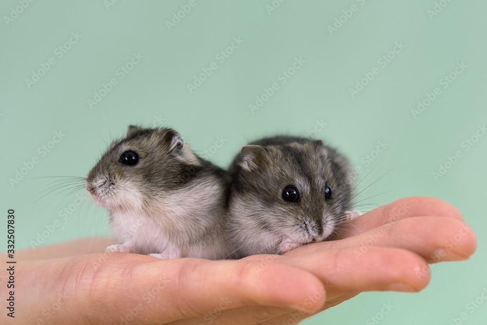 Closeup of two small funny miniature jungar hamsters sitting on a woman's hands. Fluffy and cute Dzhungar rats at home. Closeup of two small funny miniature jungar hamsters sitting on a woman's hands. Fluffy and cute Dzhungar rats at home.