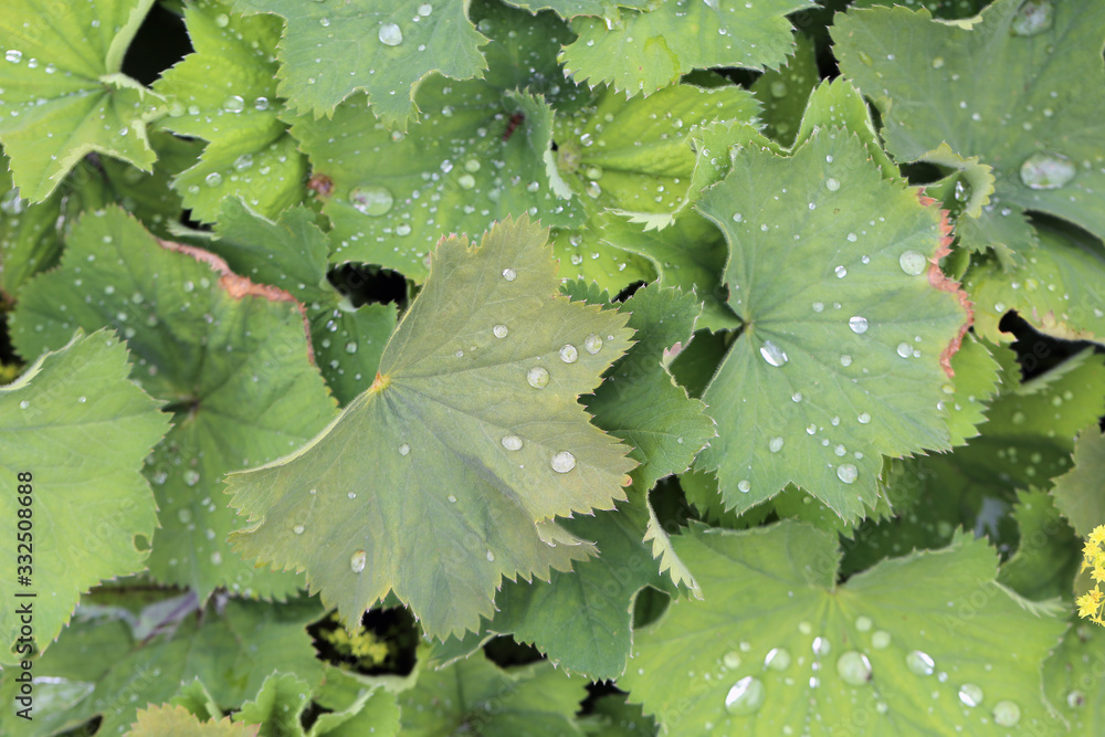 Closeup / macro photo of multiple leaves with dew water drops on them. Beautiful details of nature after rain during spring. Details of fresh garden / park environment in a beautiful color image. Closeup / macro photo of multiple leaves with dew water drops on them. Beautiful details of nature after rain during spring. Details of fresh garden / park environment in a beautiful color image.