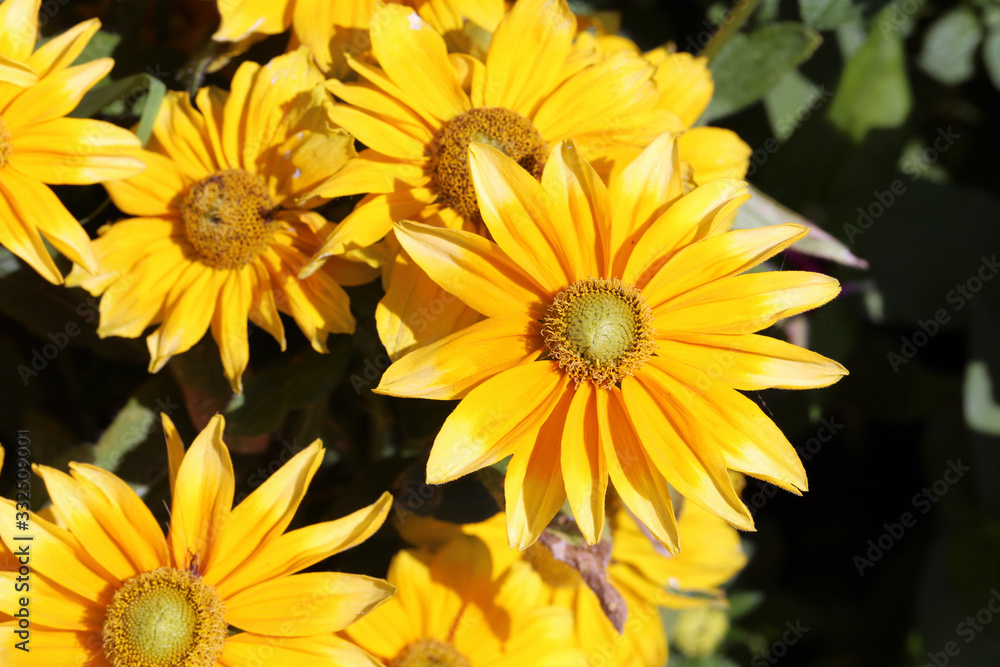 Bright and vibrant big yellow flowers photographed during a sunny summer day. Beautiful park / garden flowers blossoming in a closeup. Concept of happiness, energy, freedom and power. Color photo. Bright and vibrant big yellow flowers photographed during a sunny summer day. Beautiful park / garden flowers blossoming in a closeup. Concept of happiness, energy, freedom and power. Color photo.