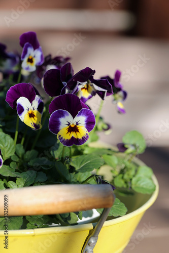 Purple, yellow and white tricolored pansy flowers in a macro image. You can see multiple, pretty violet flowers in a closeup with soft bokeh background. Colorful springtime flowers. Color image.
