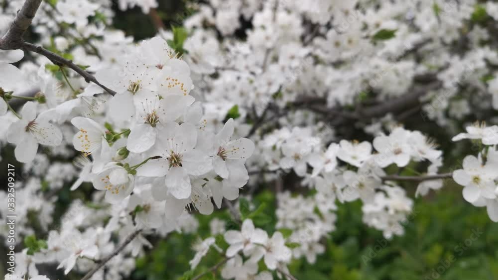 Blooming almond branches close-up 4K, natural background with flowering trees Blooming almond branches close-up 4K, natural background with flowering trees