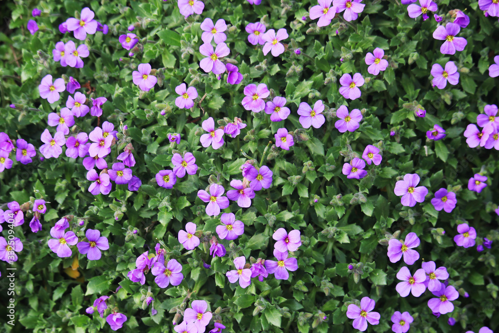 Small violet blossoming flowers making background Small violet blossoming flowers making background