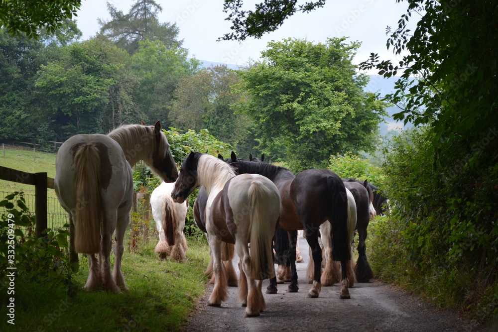 herd of horses