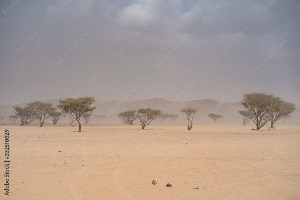 Picturesque scenery of great gritty dunes and a few trees in endless desert in Saudi Arabia Picturesque scenery of great gritty dunes and a few trees in endless desert in Saudi Arabia
