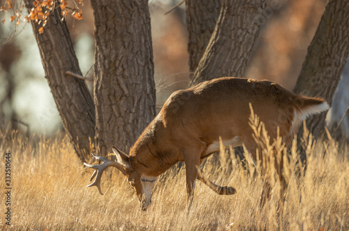 Buck Whitetail Deer During the Fall Rut photo