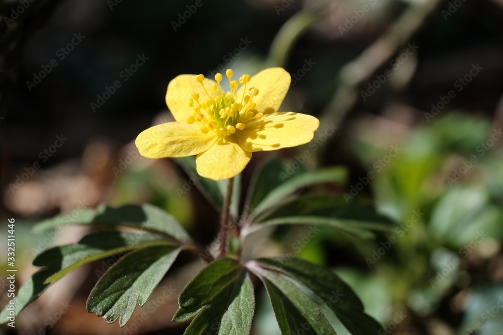Obraz premium Yellow flower of Anemone ranunculoides commonly know as wood ginger. It is spring forest flower.