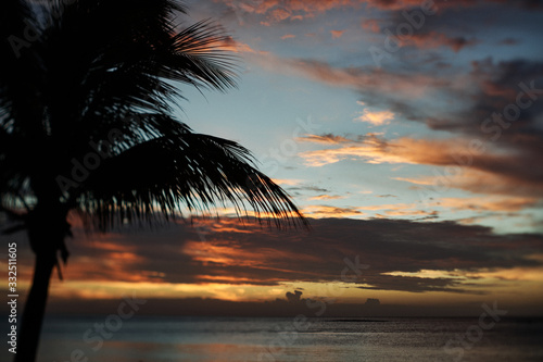 Palmen Mauritius