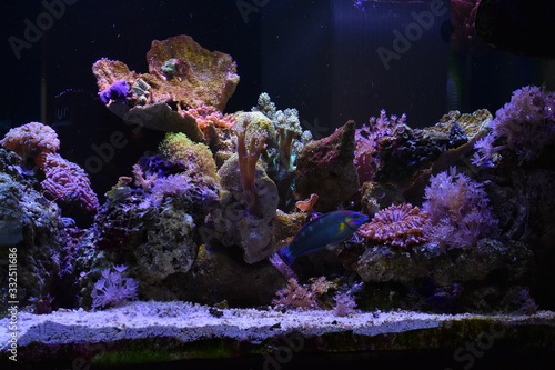 Acuario de arrecife 