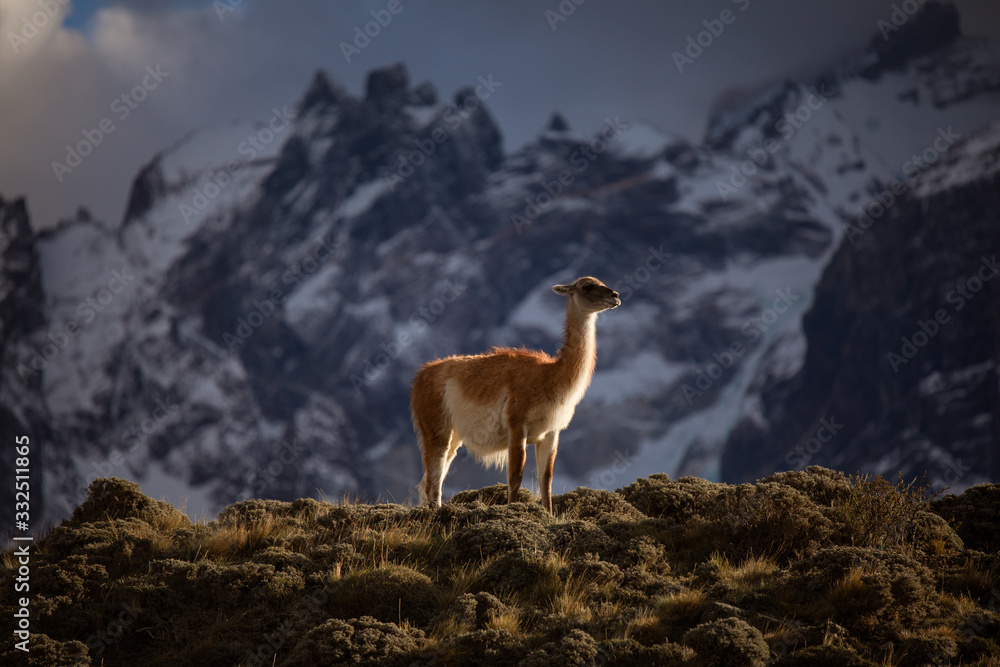 Low angle side view of calm wild herbivore mammal animal llama with white and brown fur on grassed hill against blurred snowy mountains during sunset Low angle side view of calm wild herbivore mammal animal llama with white and brown fur on grassed hill against blurred snowy mountains during sunset