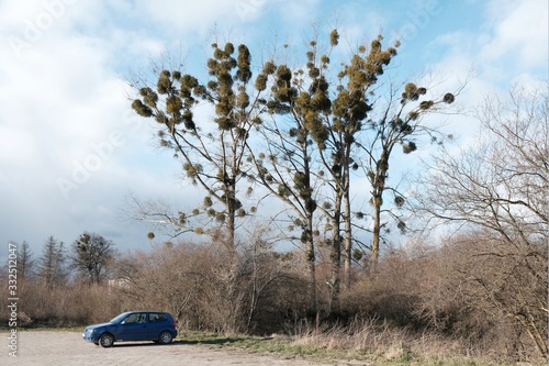 A sick tree attacked by mistletoe (viscum). They are woody, obligate hemiparasitic shrubs. Little blue car standing next to trees. photo