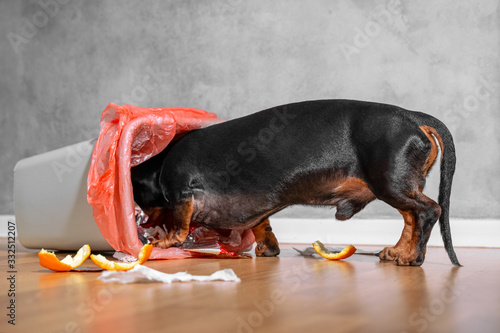 Obraz na plátně The black and tan dachshund rummaging in a home bin.