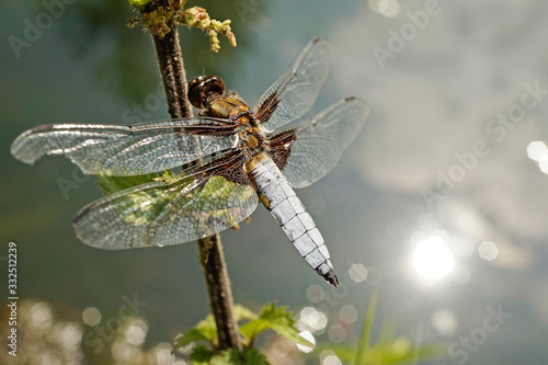 Nahansicht einer Libelle - Plattbauch