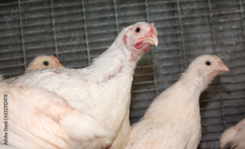 Broiler chickens in a cage at the poultry farm. Industrial production of white meat