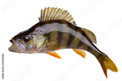 Foto Perch fish isolated on white background