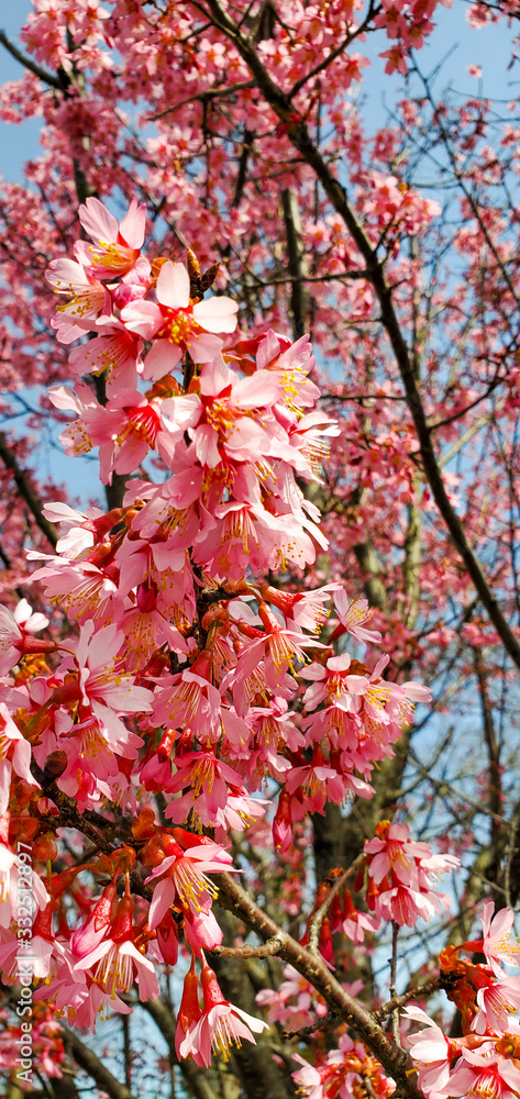 Blossom tree over nature background. Spring flowers, Spring Background Blossom tree over nature background. Spring flowers, Spring Background