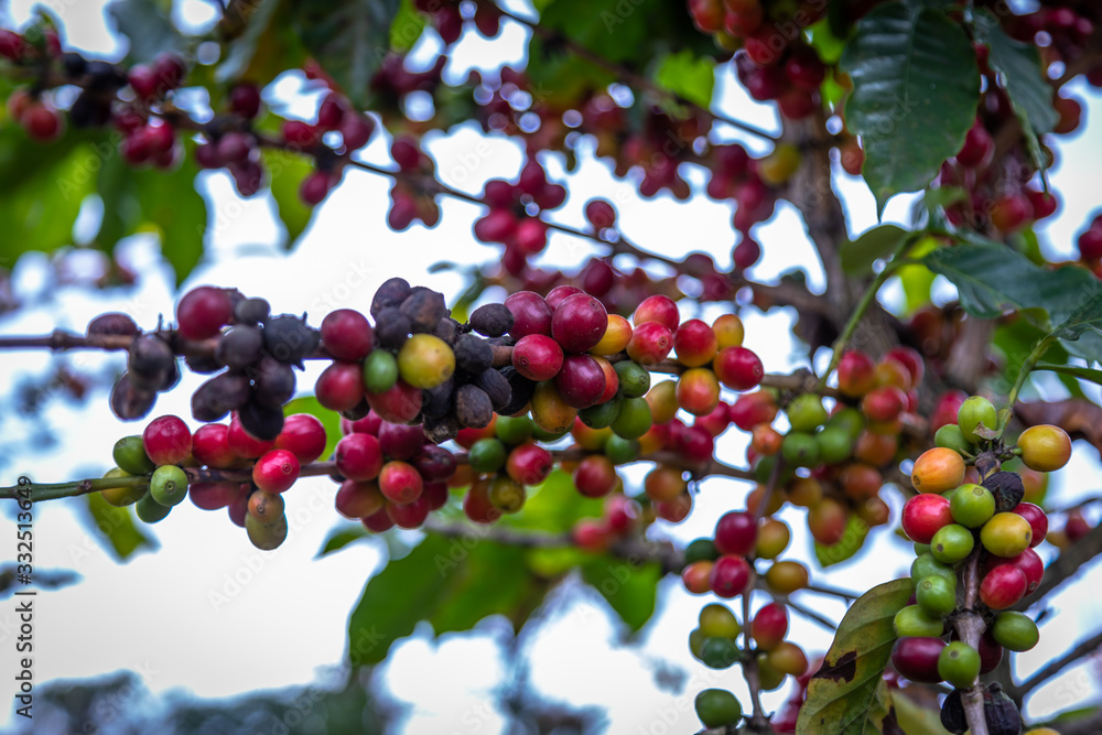 Coffee Beans on Trees. Close up of colorful coffee beans on the tree. Only the deep reds are ready to picked up by hand. Photo taken in a Farm located in Guatemala.. Coffee Beans on Trees. Close up of colorful coffee beans on the tree. Only the deep reds are ready to picked up by hand. Photo taken in a Farm located in Guatemala..
