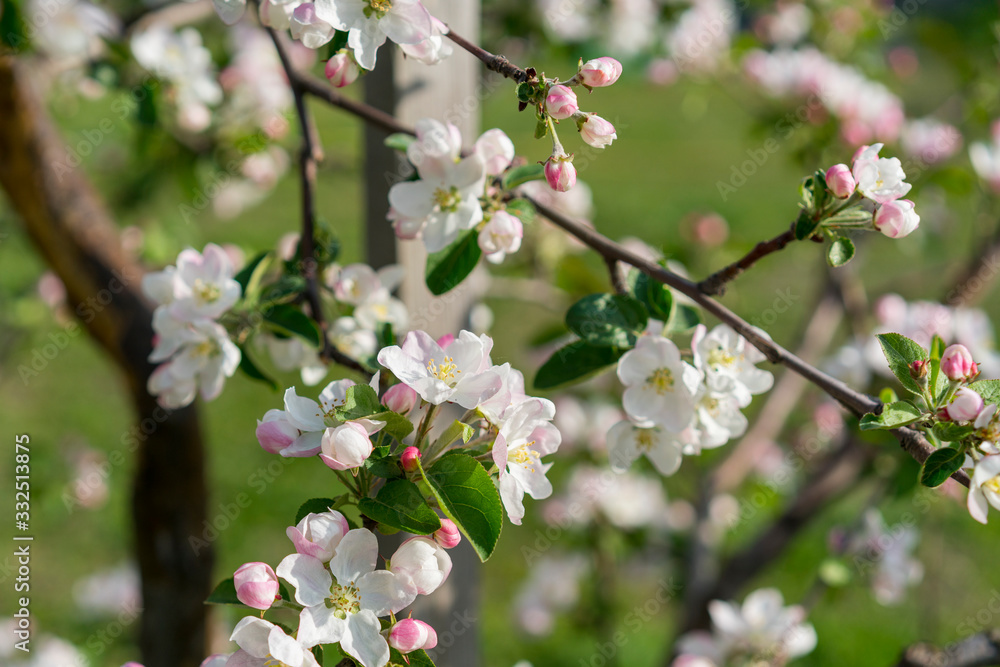 The Apple tree blooms. Spring flowers The Apple tree blooms. Spring flowers