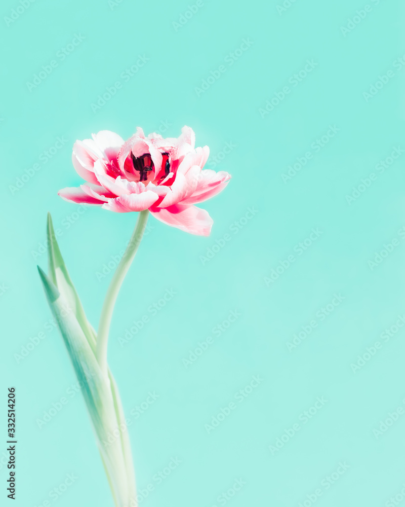Fototapeta premium Tulip flower on a white background