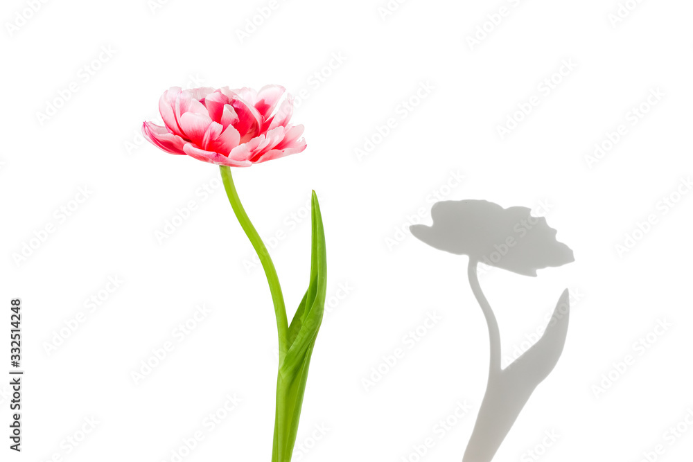 Fototapeta premium Tulip flower with it shadow on a white background