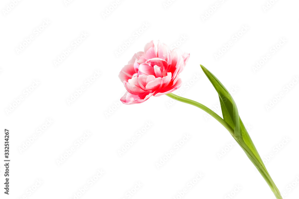 Tulip flower on a white background Tulip flower on a white background