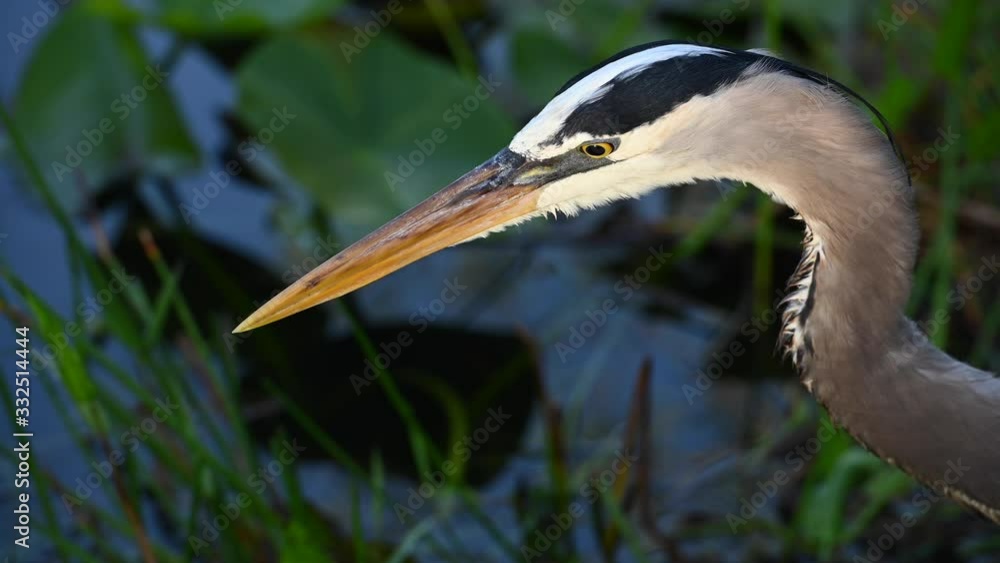 Close up Heron Clearing its Mouth after hunting Close up Heron Clearing its Mouth after hunting