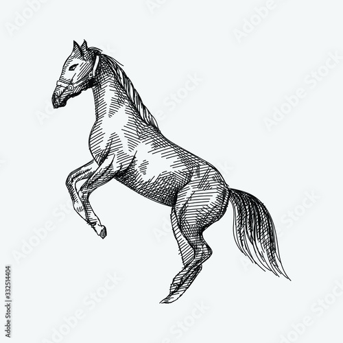 Hand-drawn sketch of a horse on a white background standing on its hind legs. The Karabakh horse - the national animal of Azerbaijan.