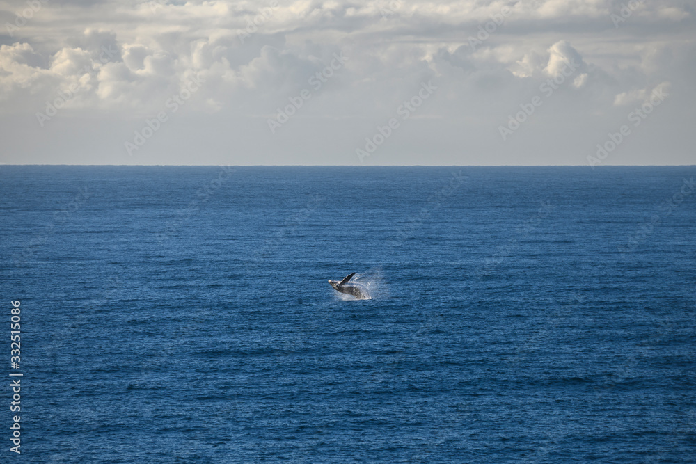 Obraz premium Breaching humpback whale 