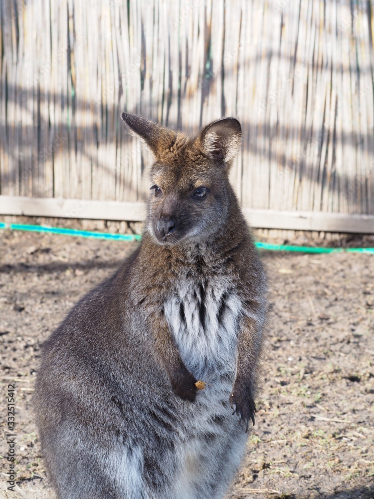 Fototapeta premium Känguru - Wallaby