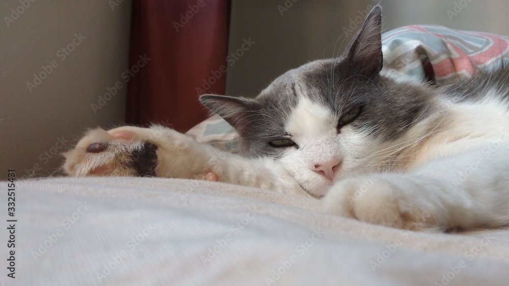Obraz premium cat in bed