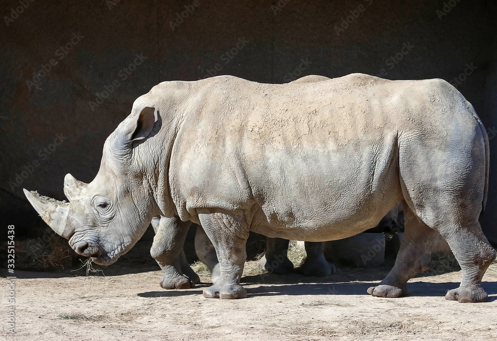 The white rhinoceros or square-lipped rhinoceros Ceratotherium simum . The white rhinoceros or square-lipped rhinoceros Ceratotherium simum .