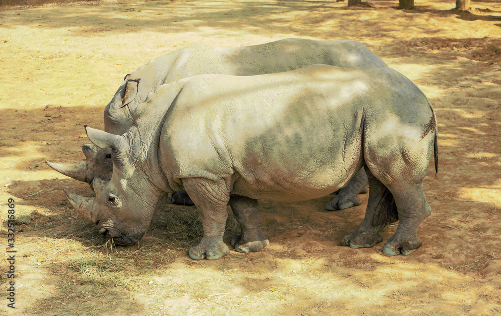 The white rhinoceros or square-lipped rhinoceros Ceratotherium simum . The white rhinoceros or square-lipped rhinoceros Ceratotherium simum .